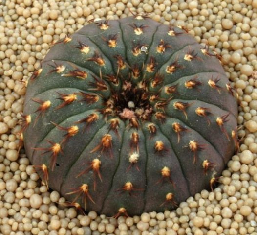 Frailea_castanea_1